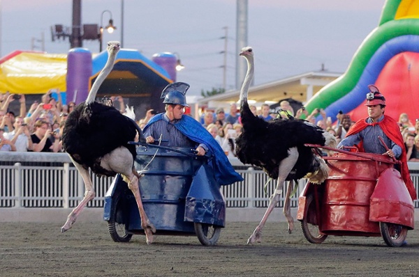 Ostrich Racing